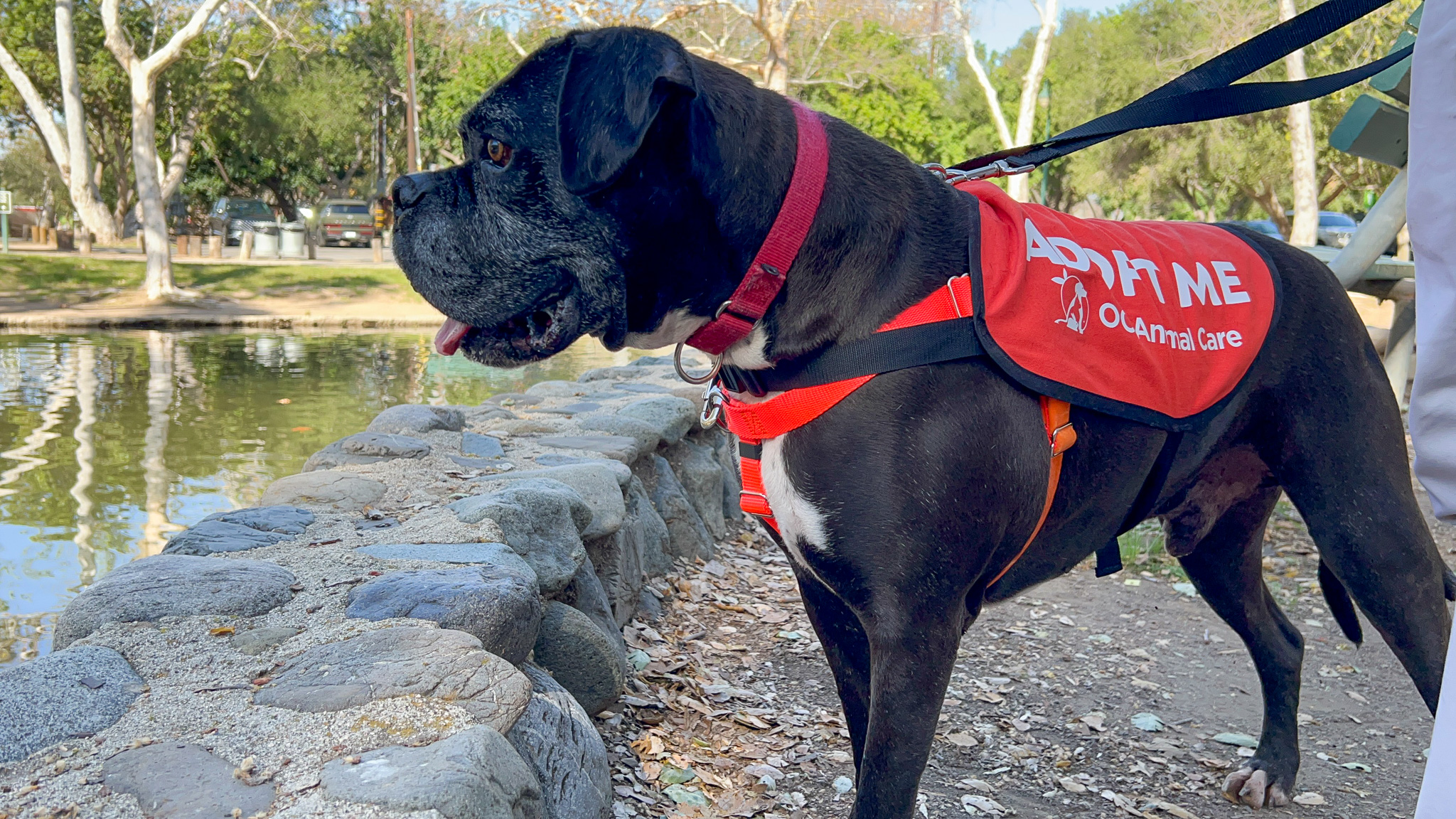 Dog's Day Out_Theodore