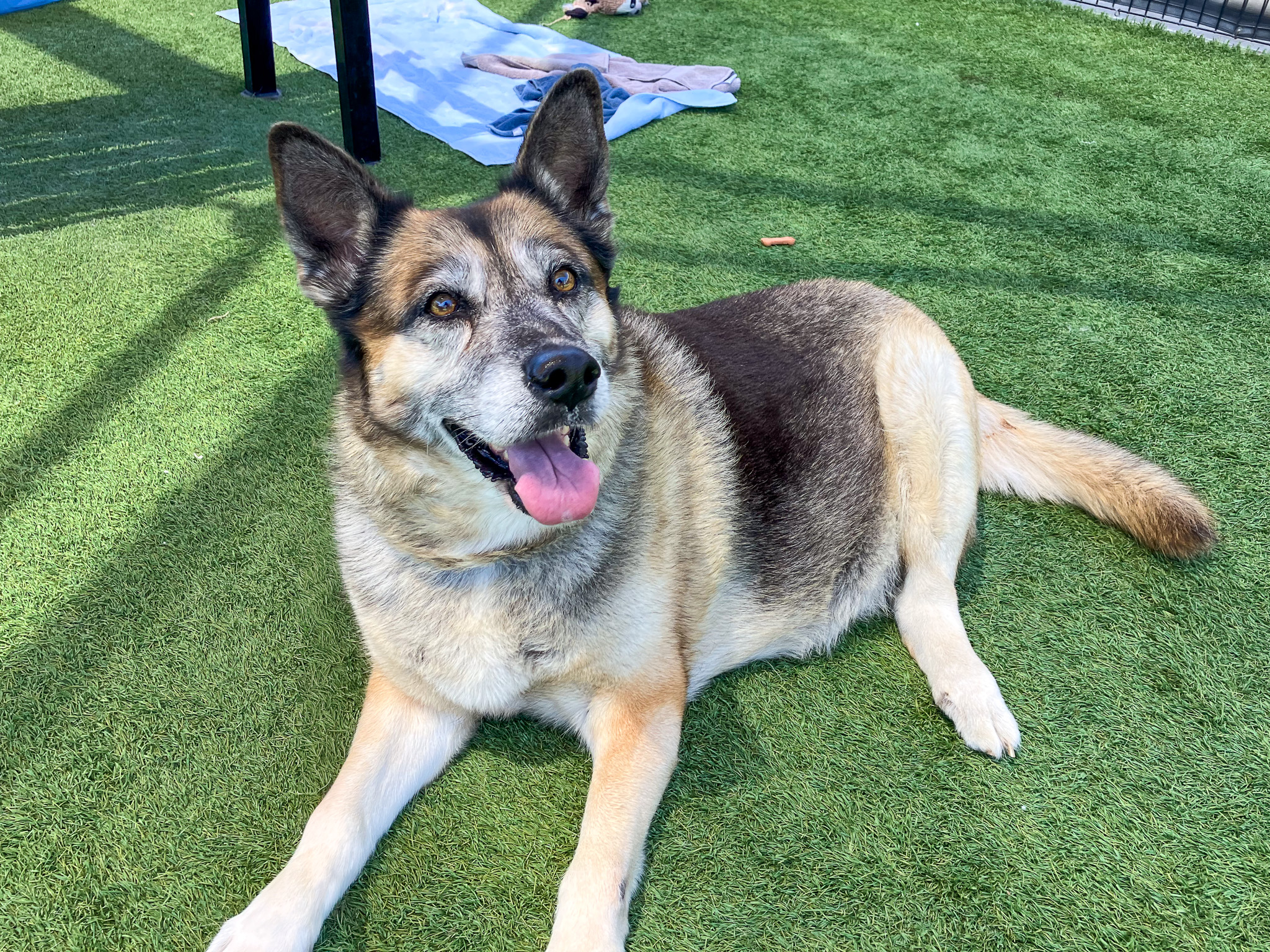 Bubbles laying down and smiling