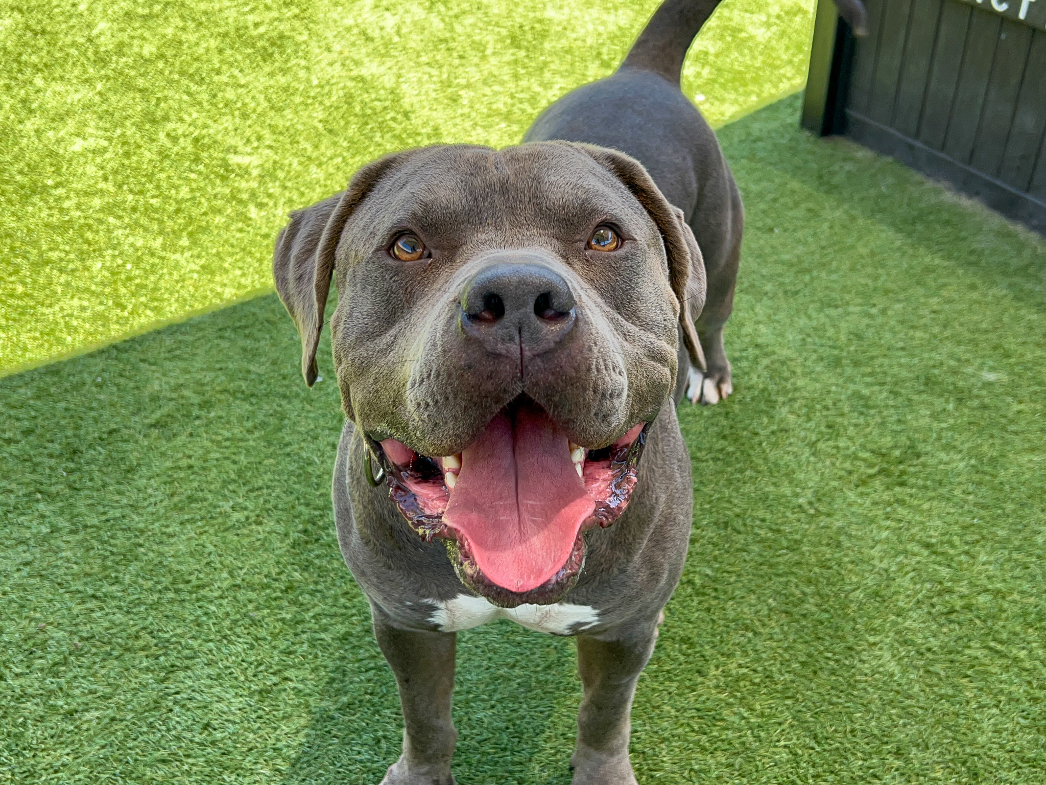 Gimli, a pit bull, standing and smiling at the camera