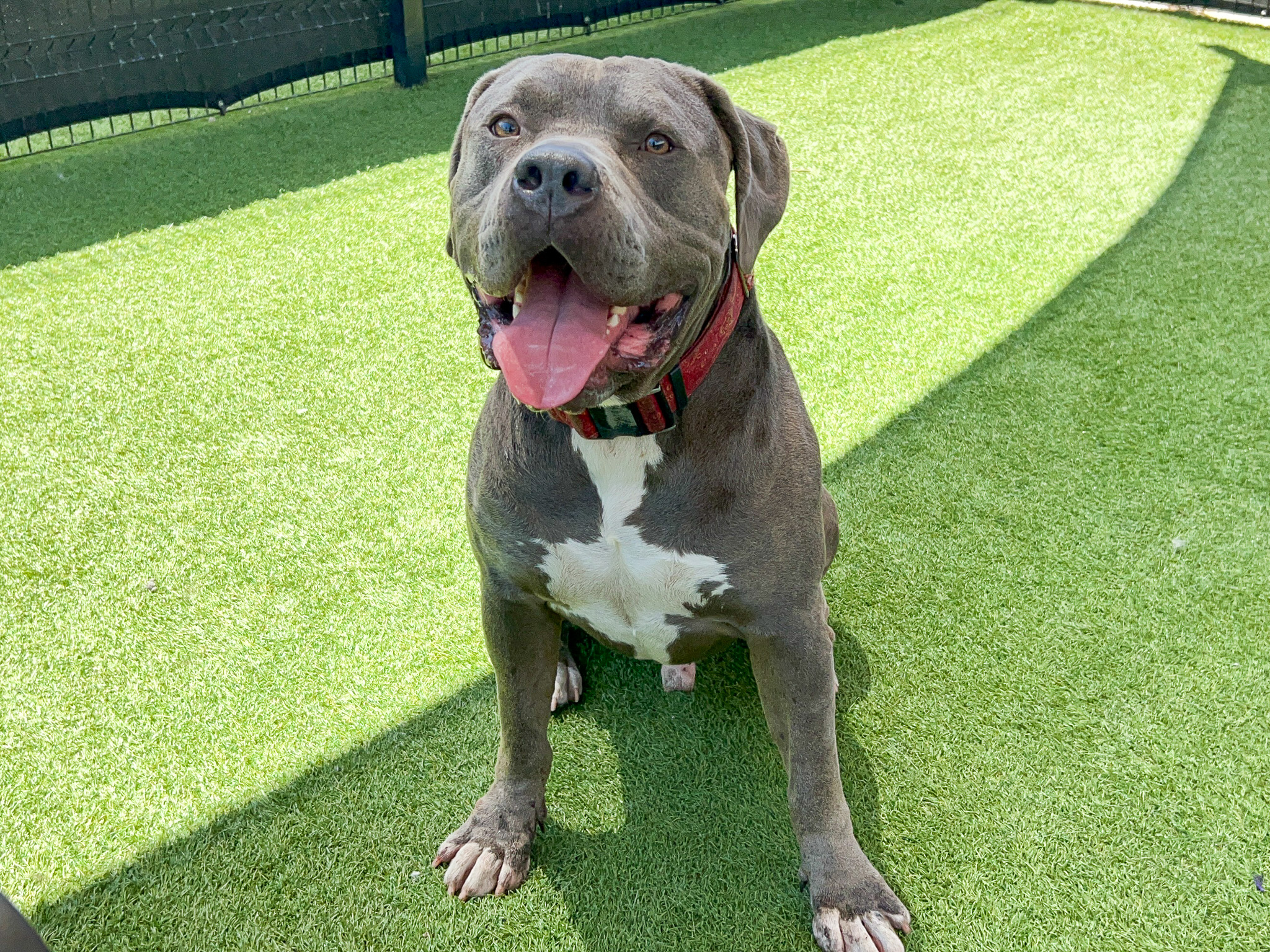 Gimli, a pit bull, sitting and smiling at the camera