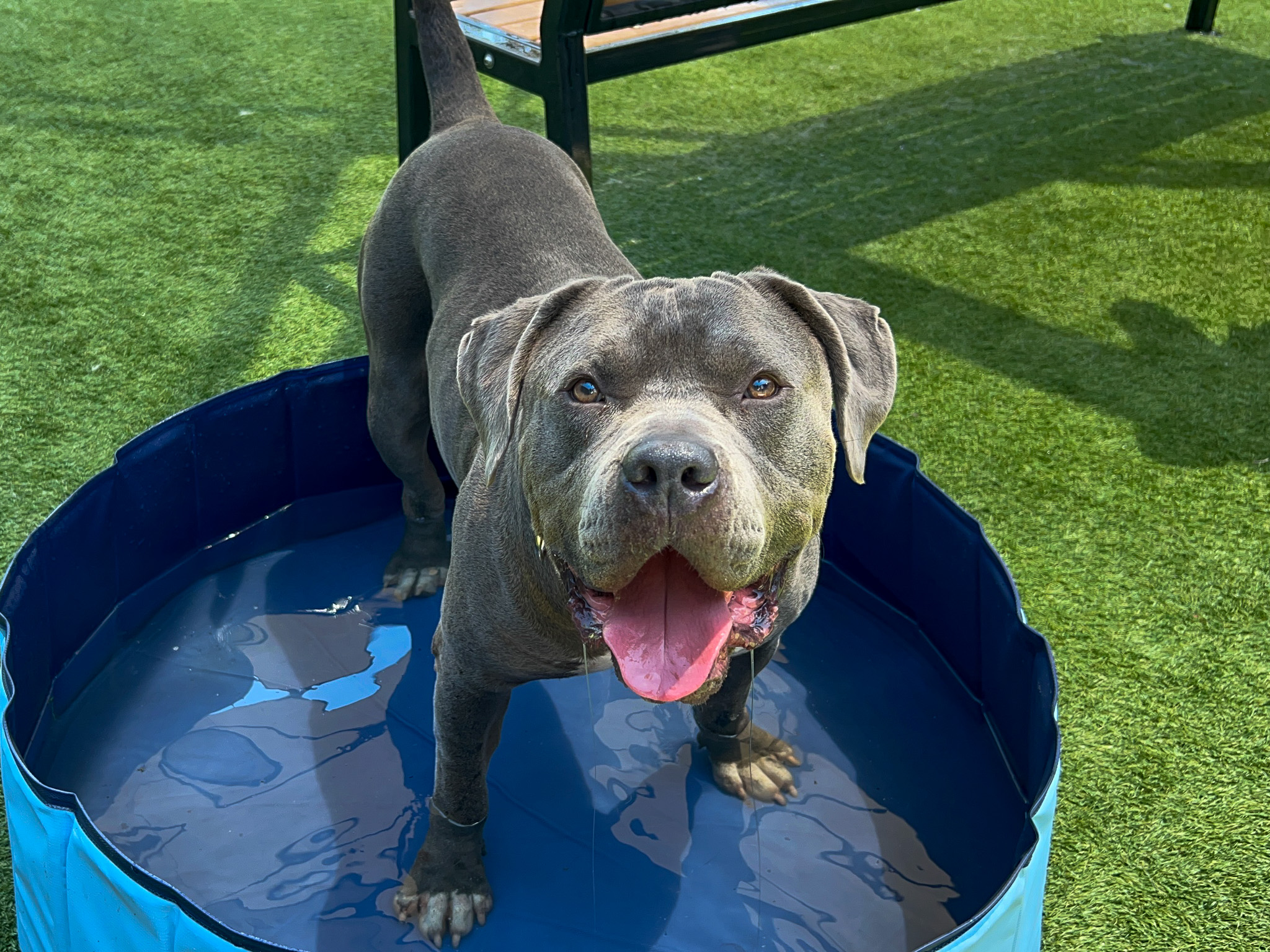 Gimli, a pit bull, standing in a kiddie pool and smiling at the camera