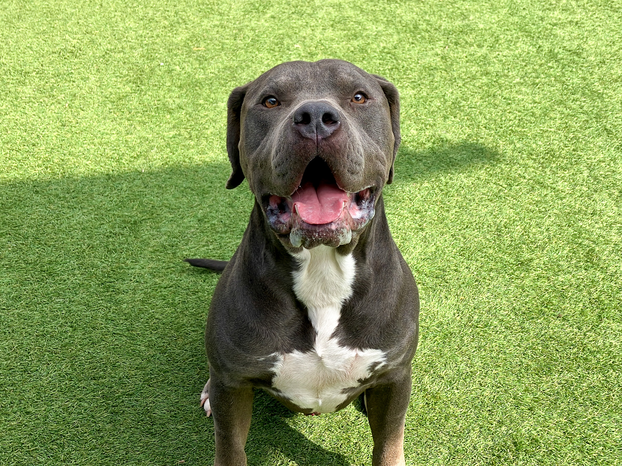 Gimli, a pit bull, sitting and smiling at the camera
