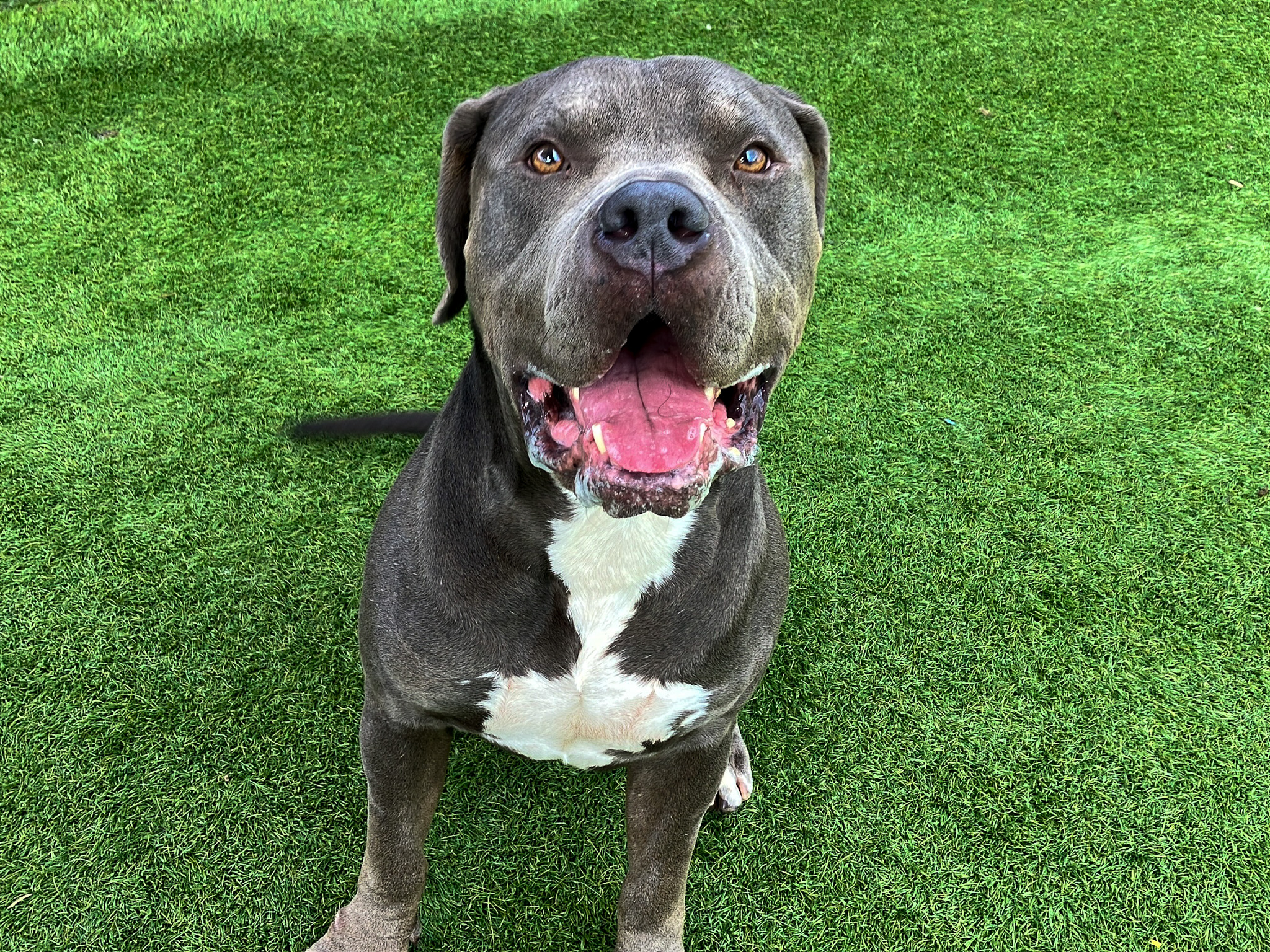Gimli, a pit bull, sitting and smiling at the camera