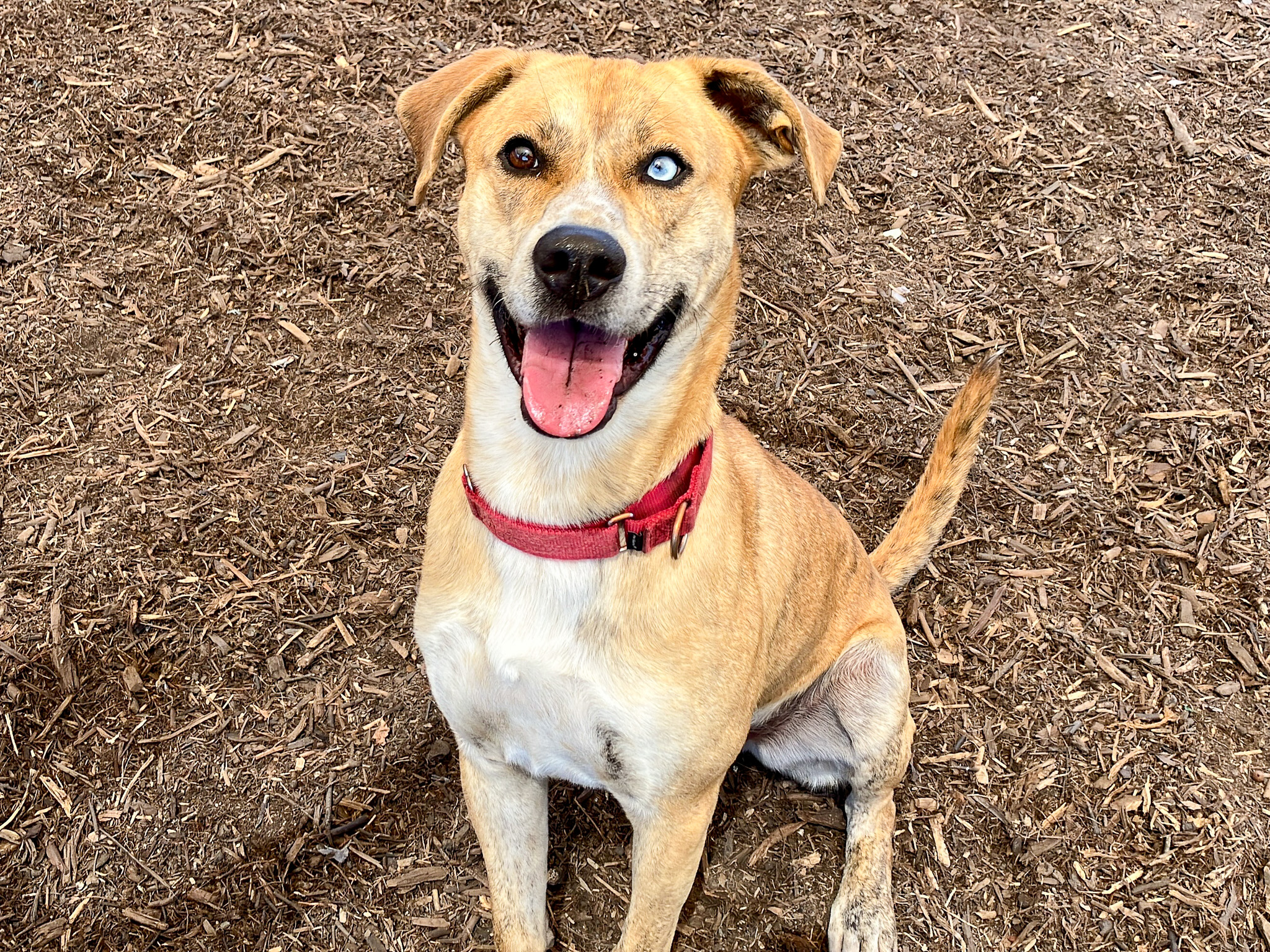 Dog sitting and smiling at the camera