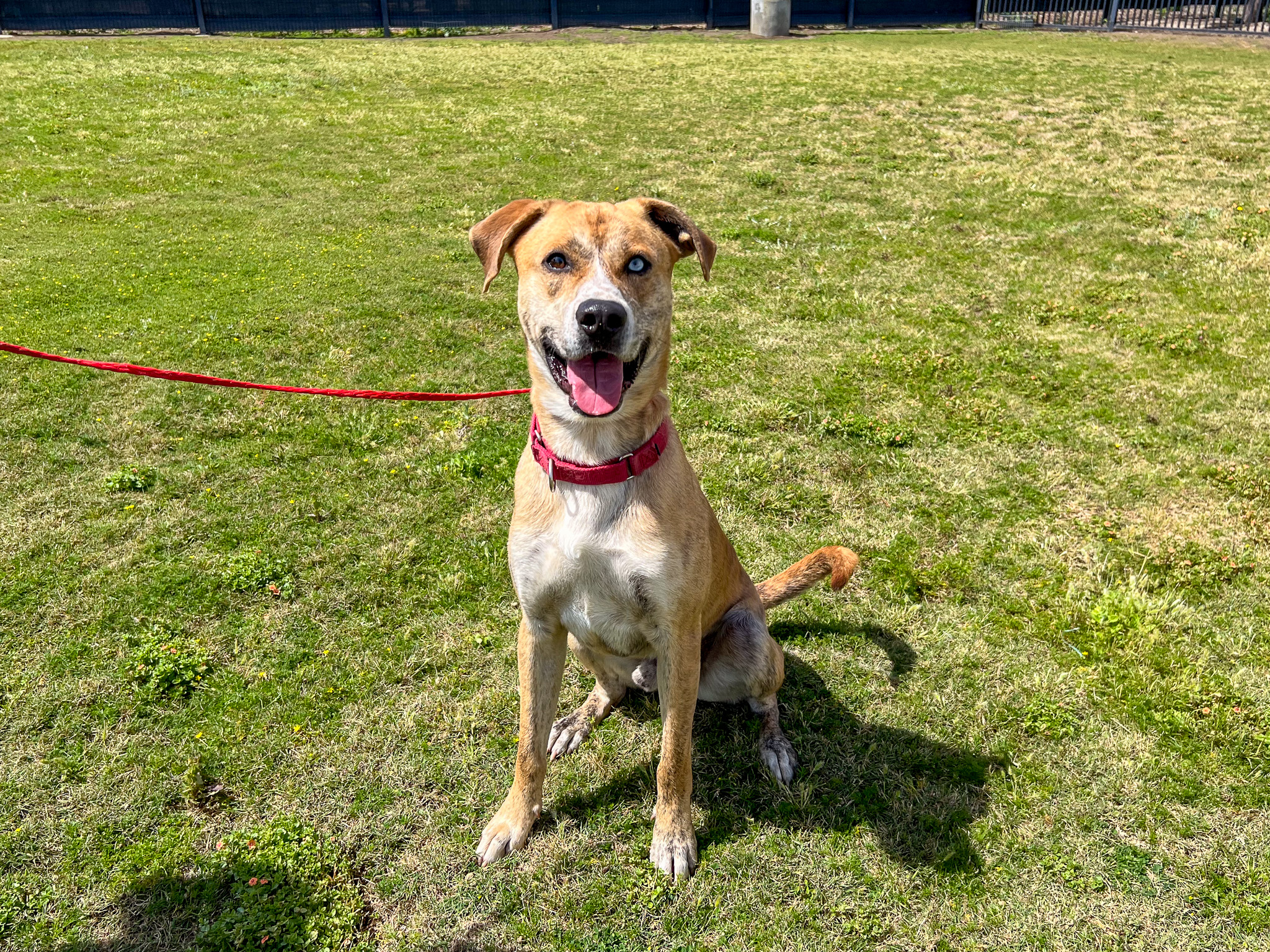 Dog sitting and smiling at the camera