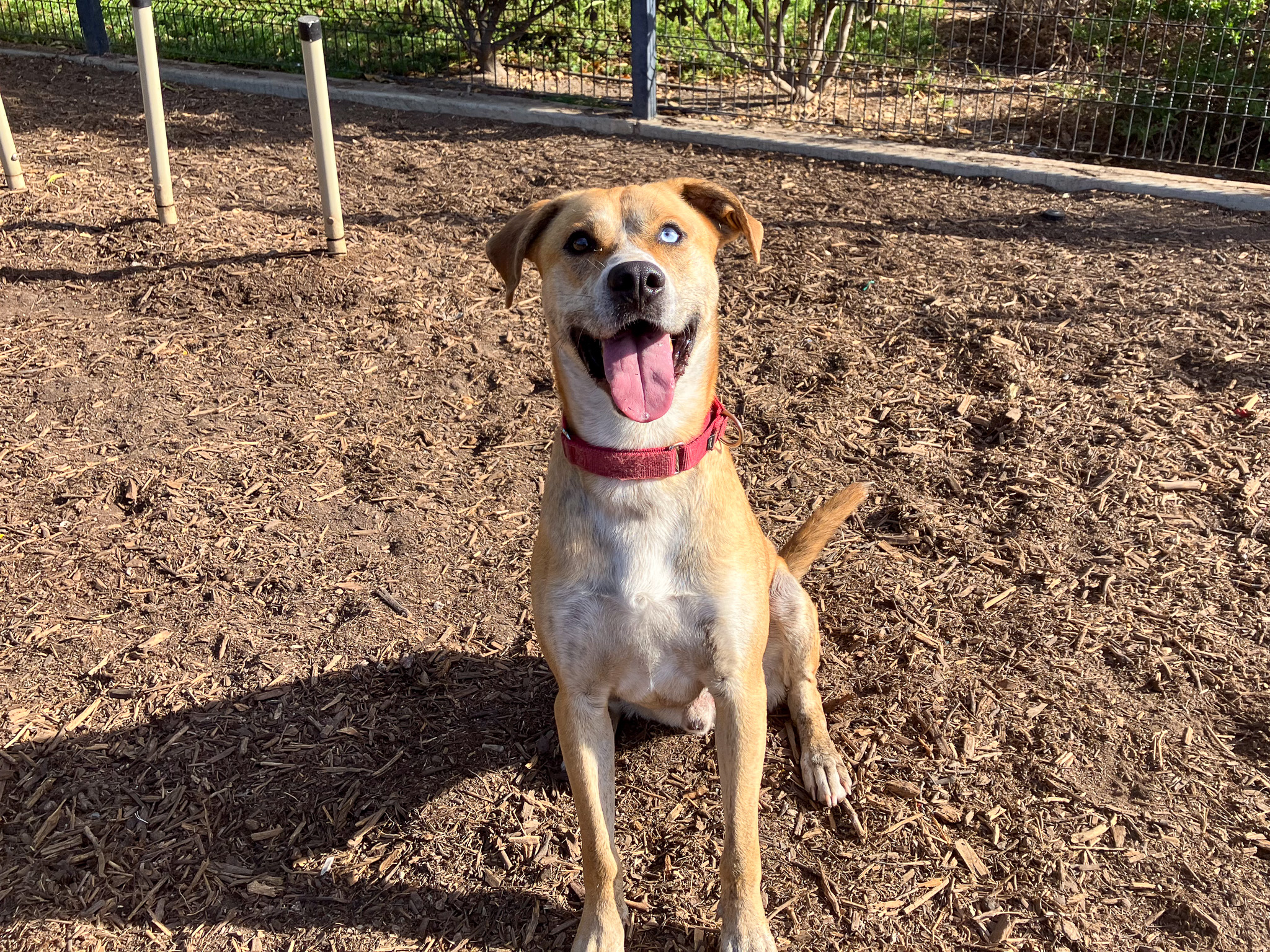 Dog sitting and smiling at the camera