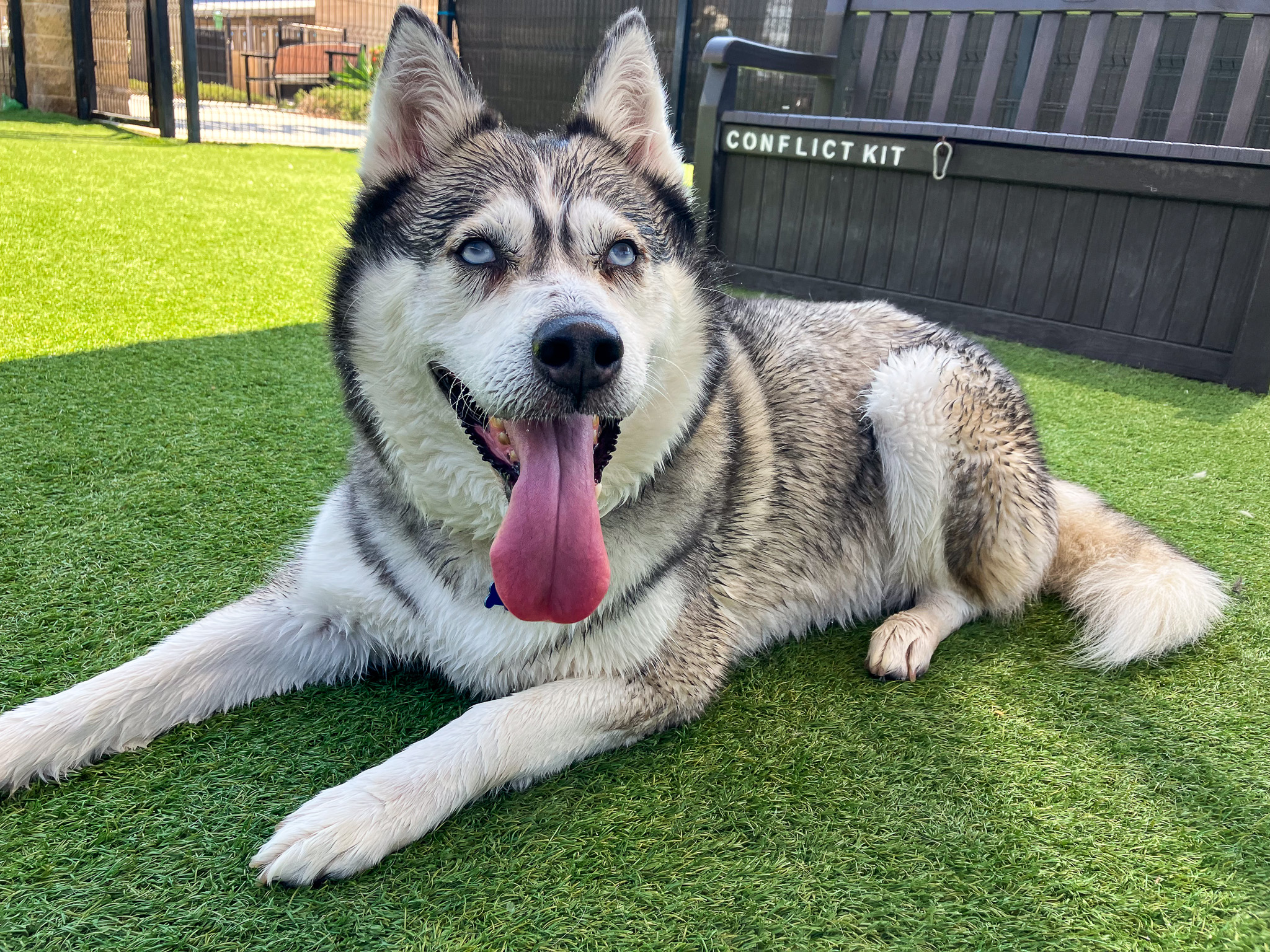 Husky dog laying down and smiling