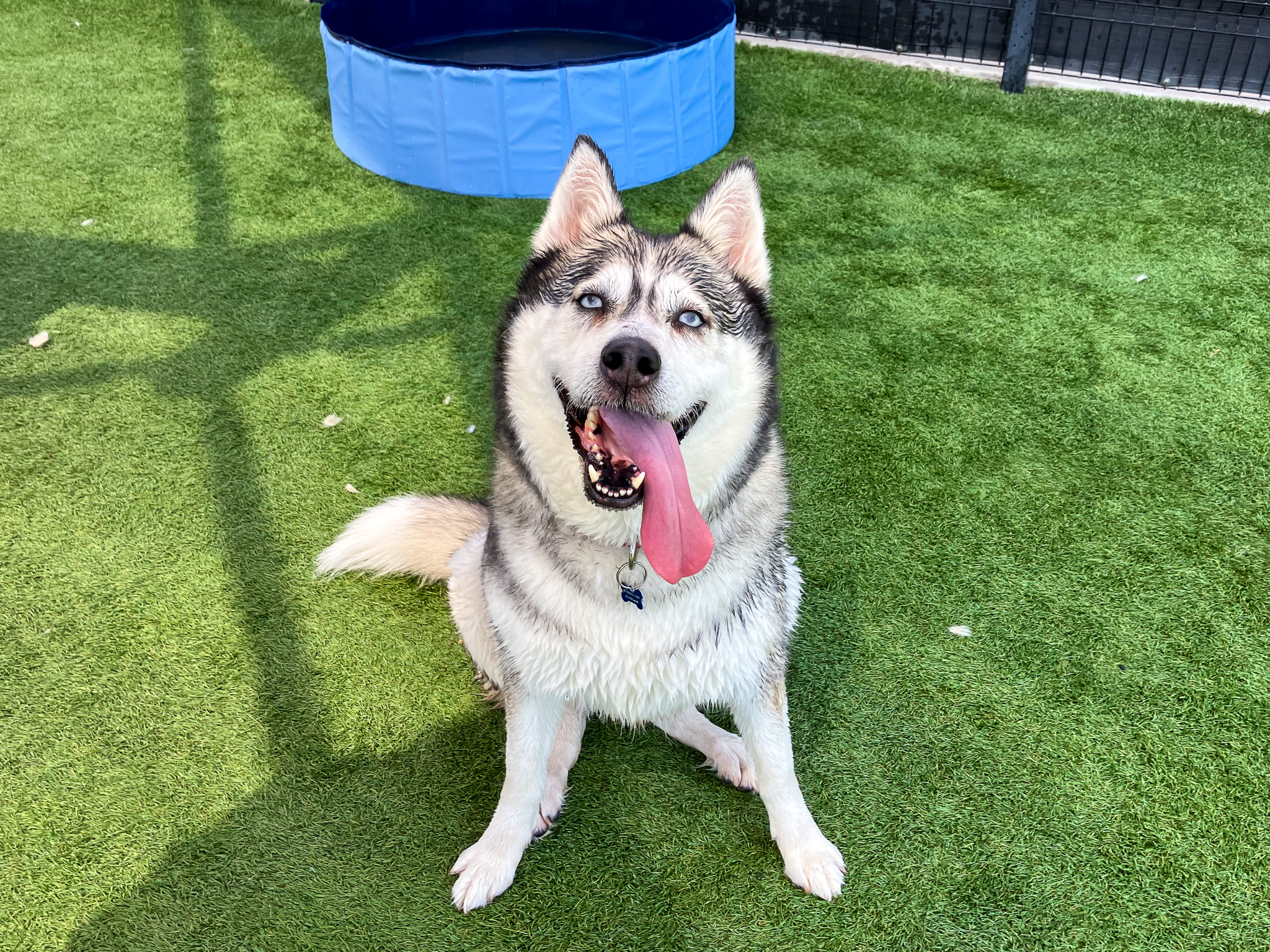 Husky dog sitting down and smiling