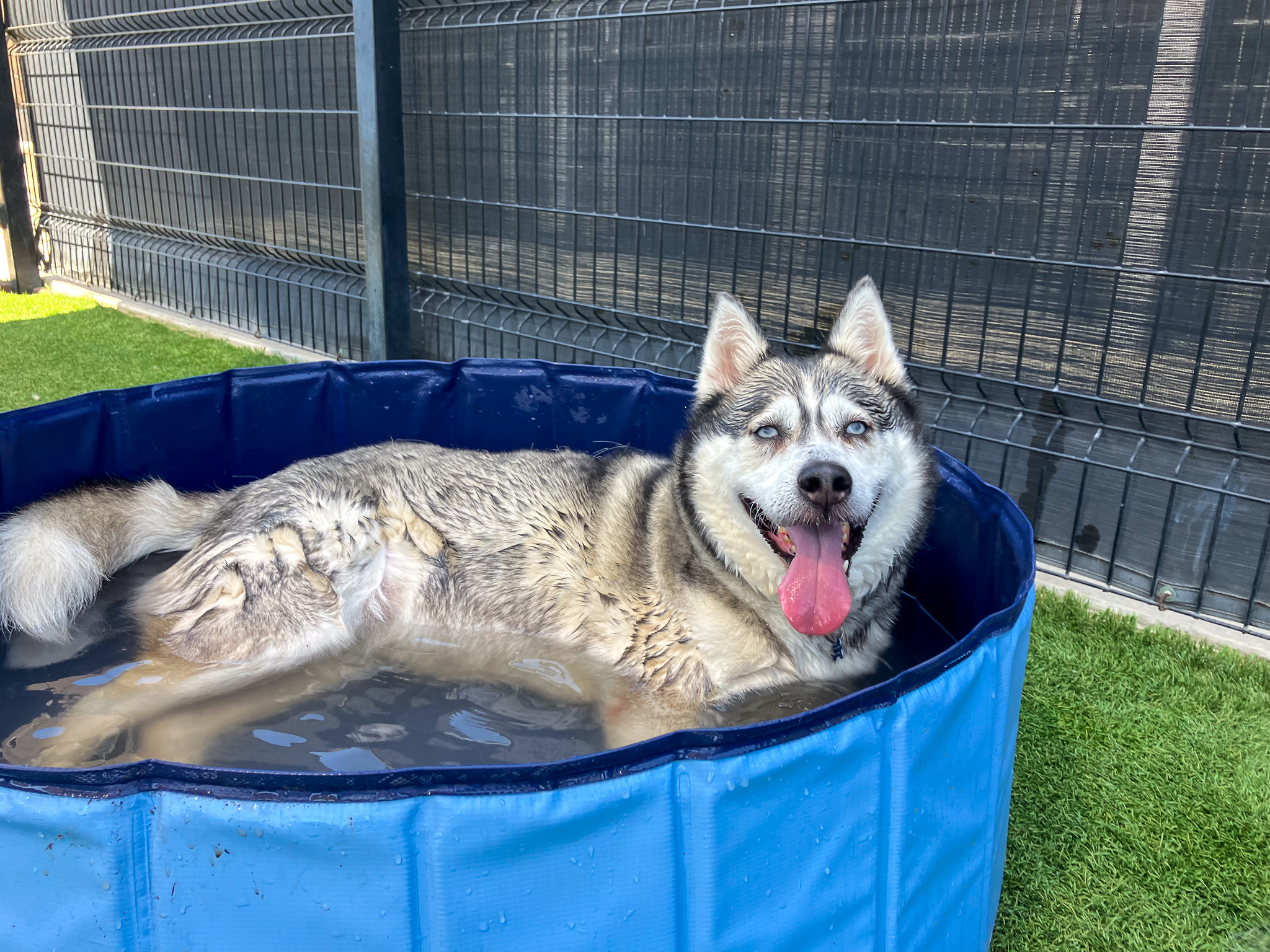 Husky laying inside a kiddie pool filled with water and smiling for the camera