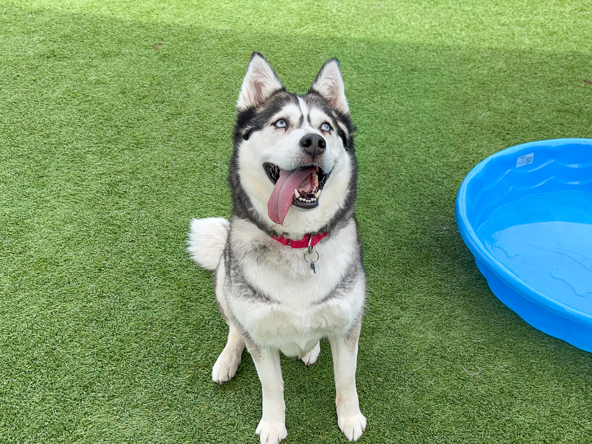 Husky sitting and smiling