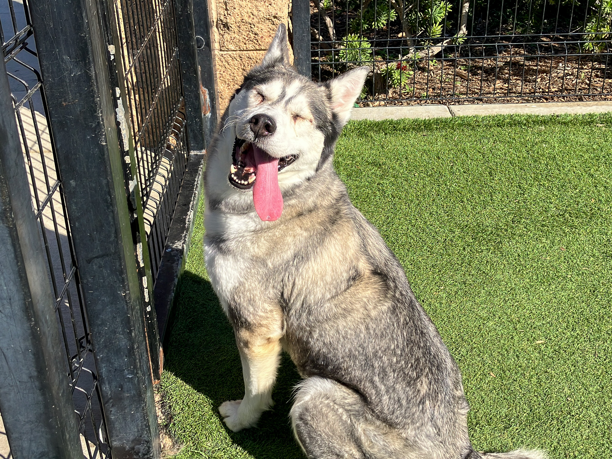Husky sitting down, eyes closed, and smiling at the camera