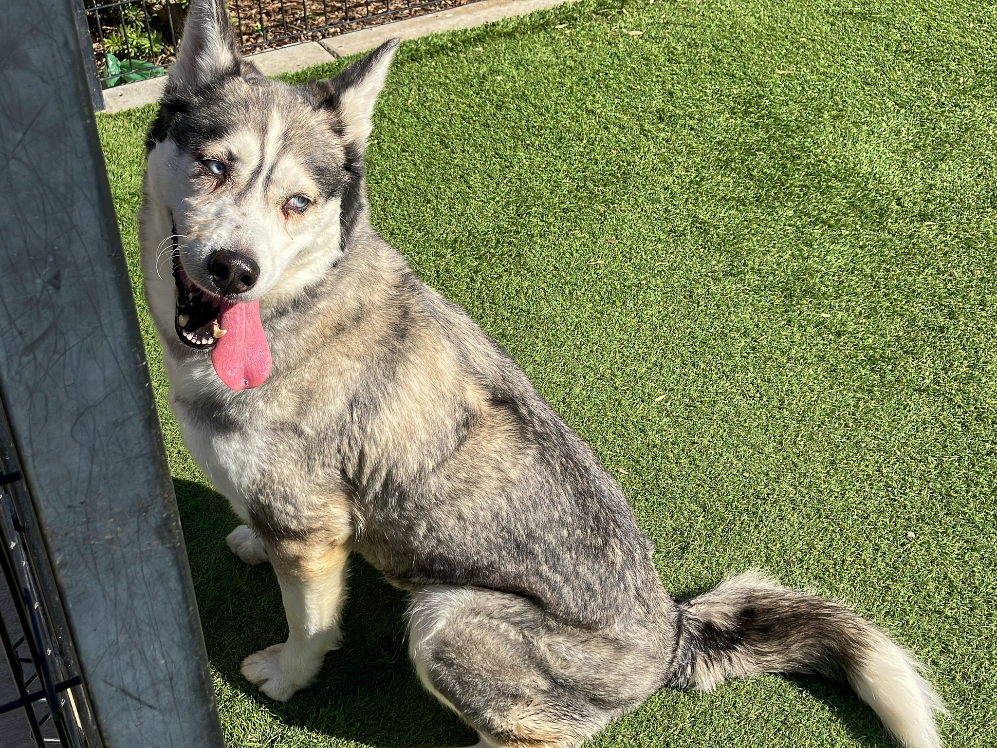 Husky sitting down, head curved shyly on their left, smiling at the camera