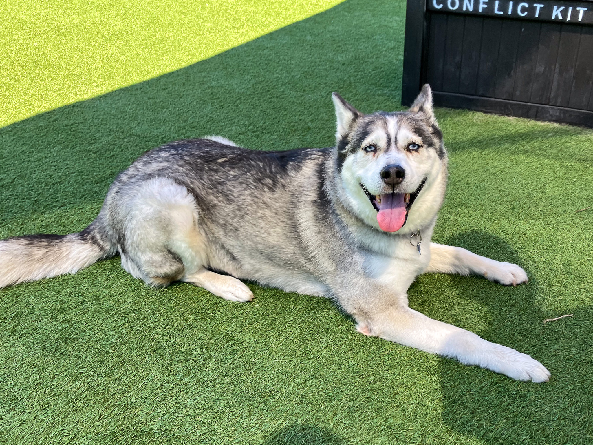 Husky laying down and smiling at the camera