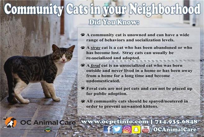 What Is a Feral Cat? | OC Animal Care