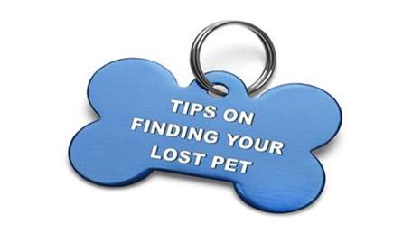Tips on Finding a Lost Pet | OC Animal Care