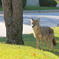 Coyote