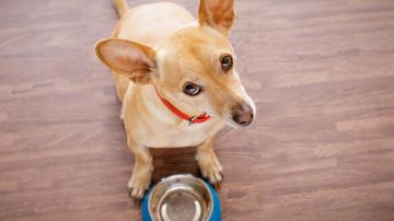 Dog with empty bowl