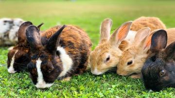 Rabbit Care Basics