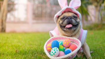 Easter Pug