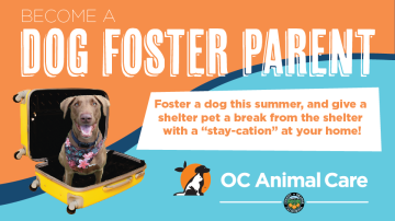 Foster a Dog