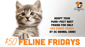 $50 Feline Fridays_Lobby Size