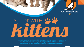Sittin' with Kittens 2025