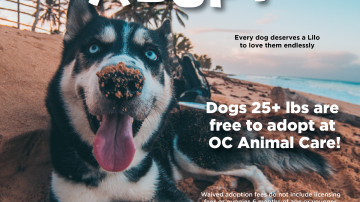 September 2025 Adoption Promotion