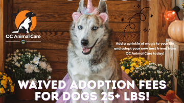 October 2025 Adoption Promotion