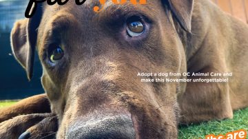 November 2025 Adoption Promotion