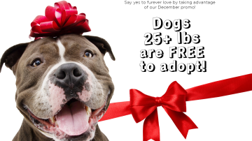 December 2025 Adoption Promotion