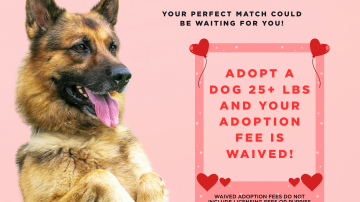 February 2026 Adoption Promotion