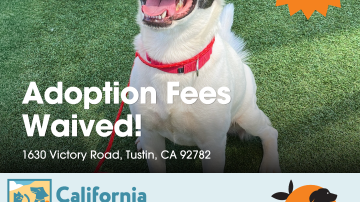 Flyer for CA Adopt-a-Pet Day on June 6, 2026