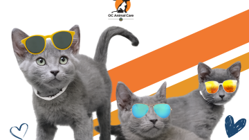 Adoption Special - Monday through Friday, adoption fees all cats and kittens are just $100 through June 30.