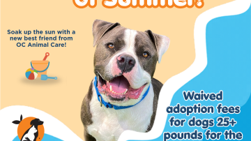 A smiling dog on a beach background promoting the June 2026 Adoption Promotion