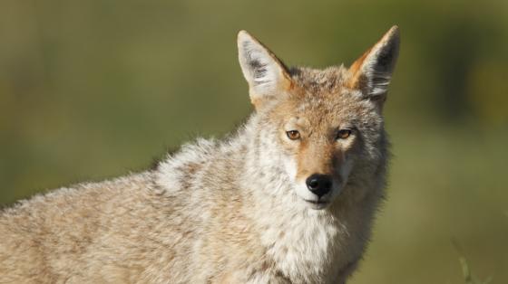 Coyote in the wild.