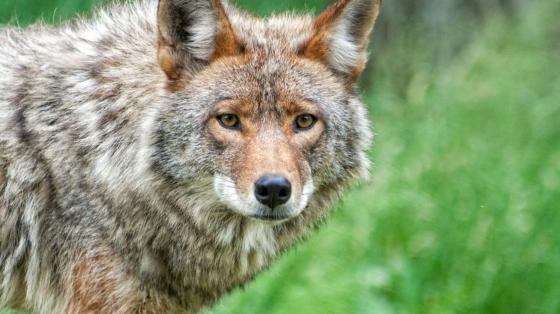 Coyote Encounter