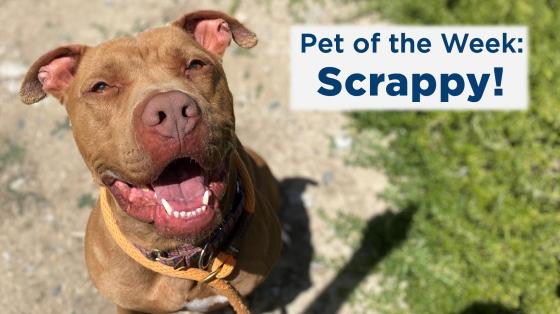 Pet of the Week: Scrappy