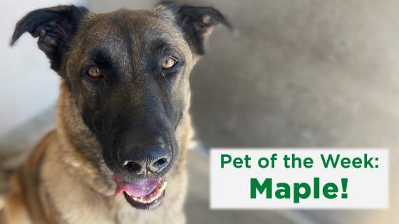Pet of the Week: Maple
