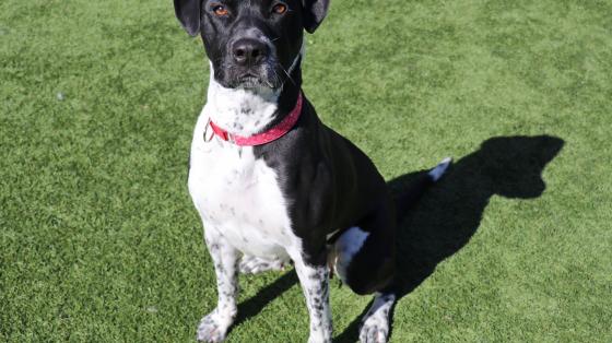 Dottie A1788585