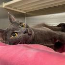 Cat for Adoption