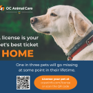 Pet Licensing
