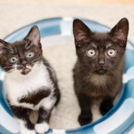 Adoptable Animals