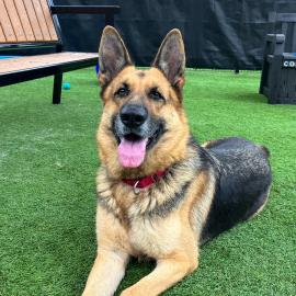 Mabel_A1907257