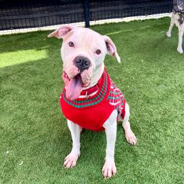 Daylily is a friendly pup ready for a new home.