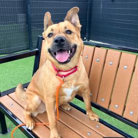 Schnitzel is Pet of the Week. Adopt him today! 