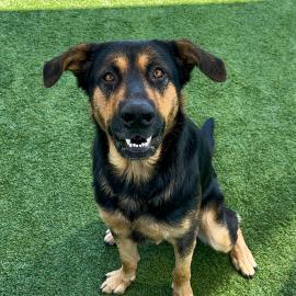 Thatcher is Pet of the Week. Adopt him today.