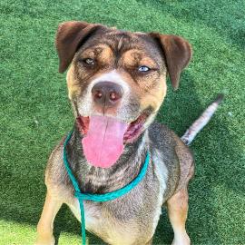 Amber is the OC Animal Care Pet of the Week