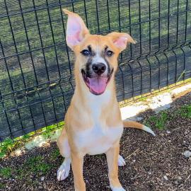 Whimsy is OC Animal Care Pet of the Week!