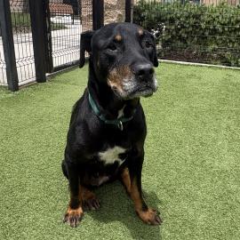 Ellen is OC Animal Care Pet of the Week.