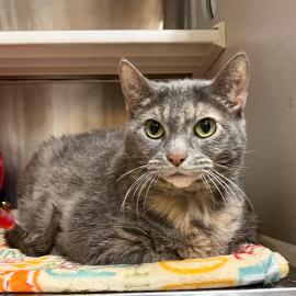 Julia, the cat, laying down with her front paws tucked underneath